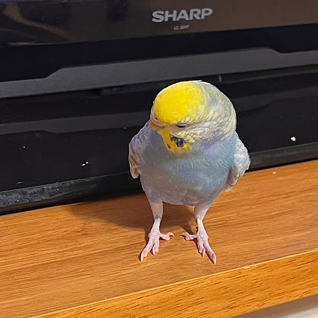 Atsukoさんの部屋