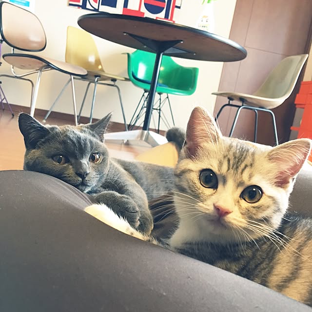 Shojiさんの実例写真