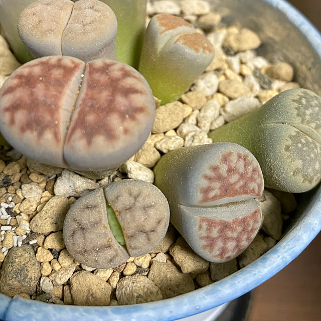 korokoroさんの実例写真