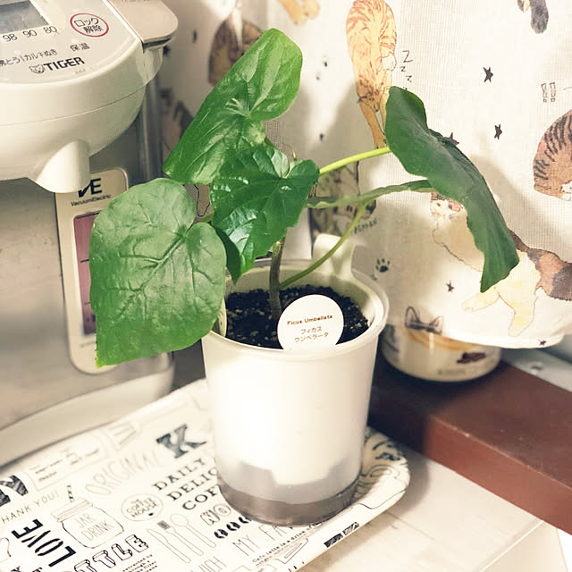 38さんの実例写真