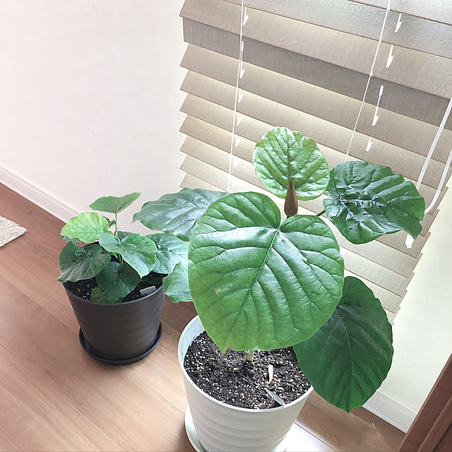 konomamachanさんの実例写真