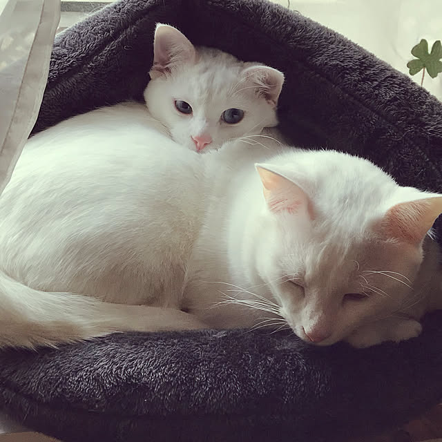 yuki48さんの実例写真