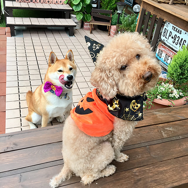 ronmaruさんの実例写真