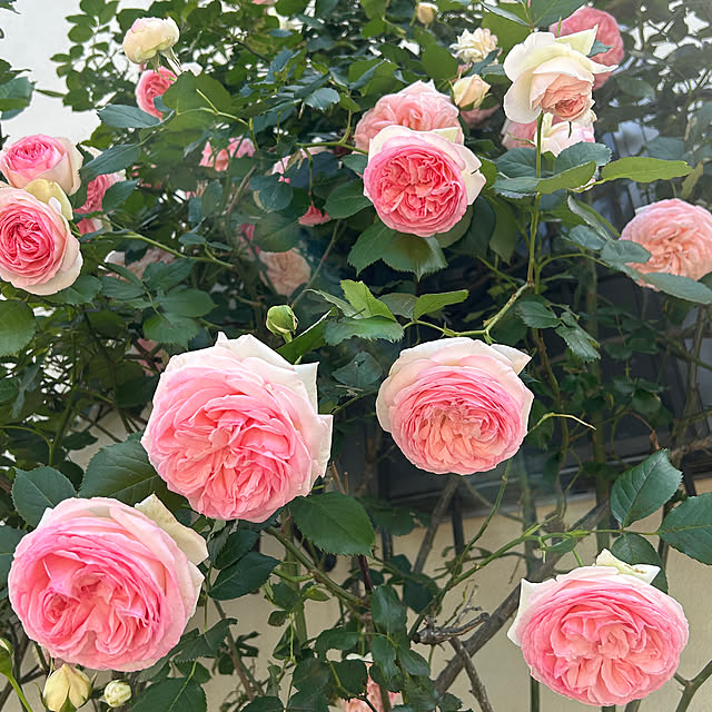 magnoliaさんの実例写真
