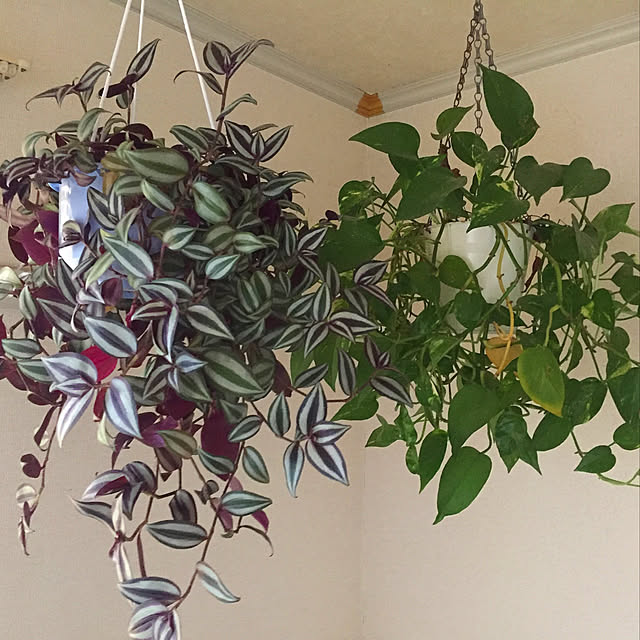 ポトス/トランディスカンティア/植物の成長記録/植物のある部屋/グリーンのある暮らし...などのインテリア実例 - 2021-05-02 22:20:32