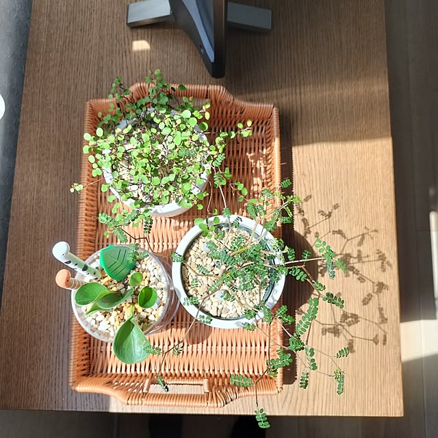 pecoさんの部屋