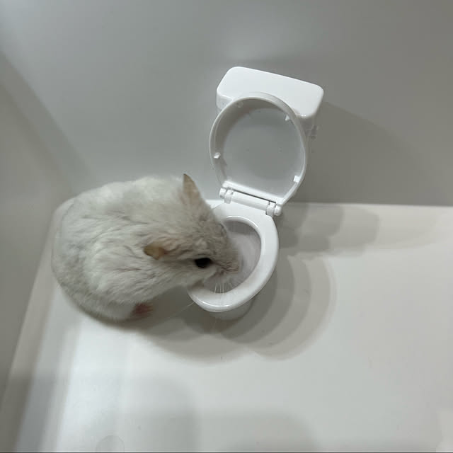 mi__.s___さんの実例写真