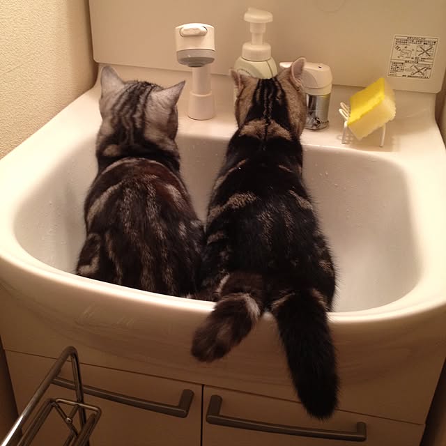 mikomaruさんの実例写真