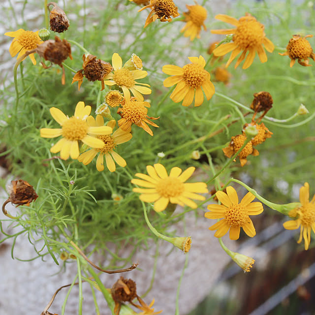 glassflowerさんの実例写真