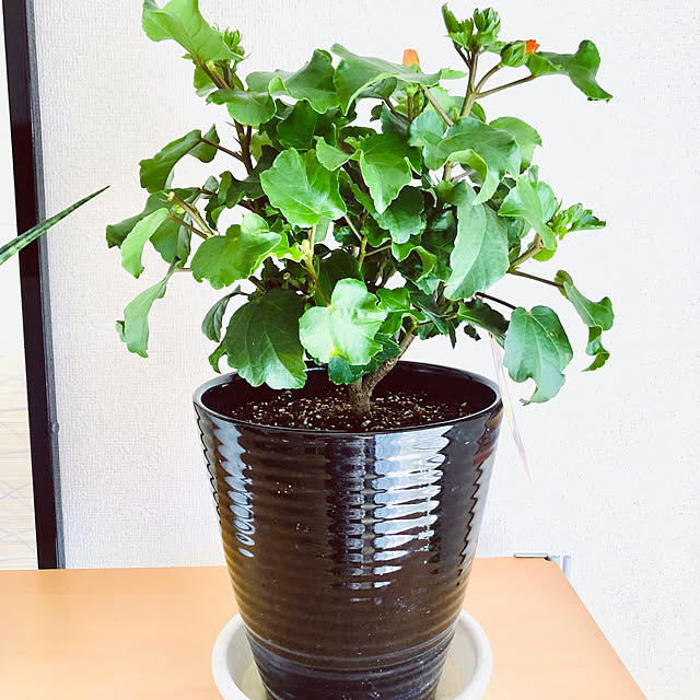 hanachanさんの部屋