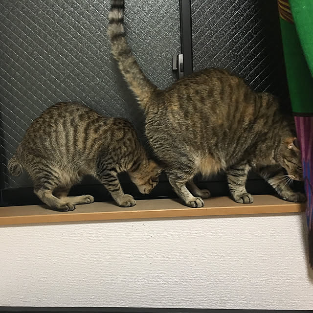 maro.kさんの実例写真