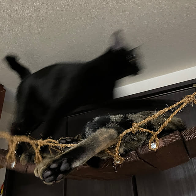 coolcats0528さんの部屋