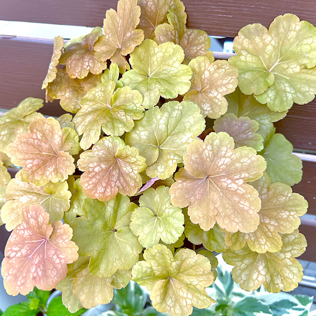 hinamamaさんの部屋