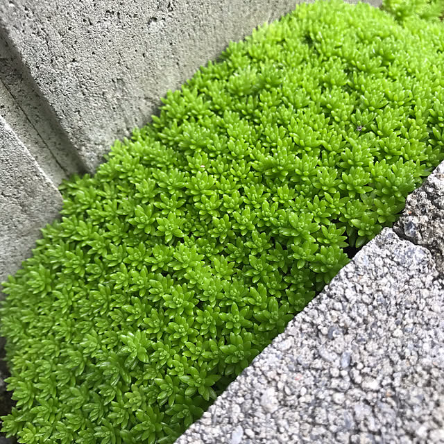kiriwakaさんの実例写真
