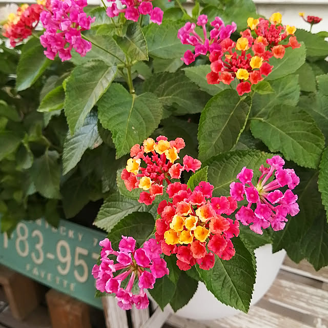 VERANDARJUNさんの実例写真