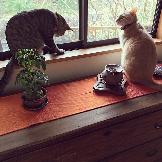 mikan161さんの実例写真