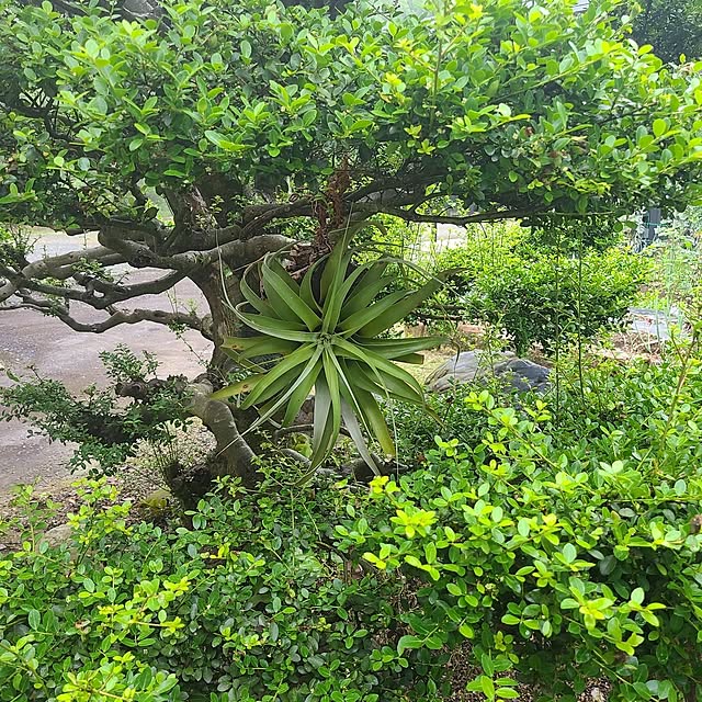 Rubiconさんの部屋
