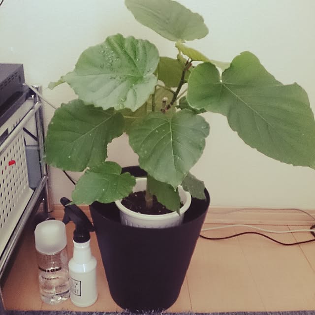 kaanaさんの実例写真