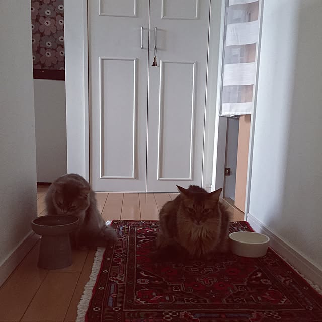 shihoさんの実例写真
