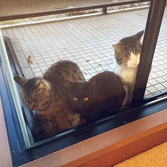 lenkaさんの実例写真