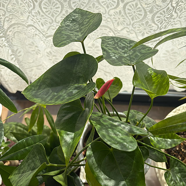 ritsukoさんの実例写真