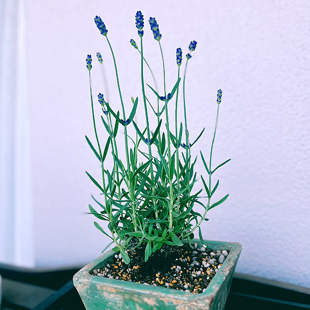 atさんの実例写真