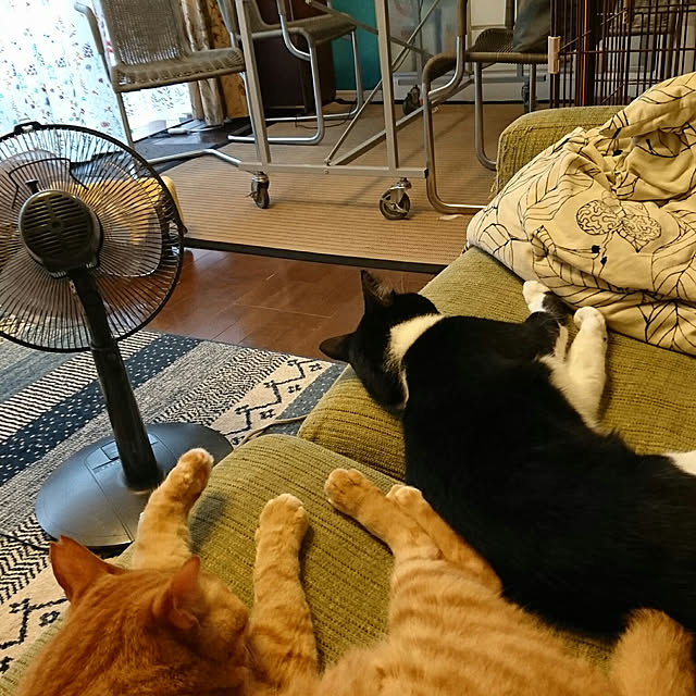 okyosan101さんの実例写真