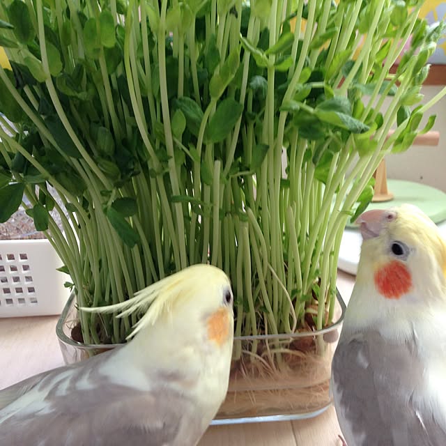 puriyuzuさんの実例写真