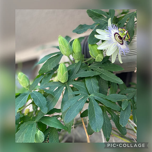 buchiさんの実例写真