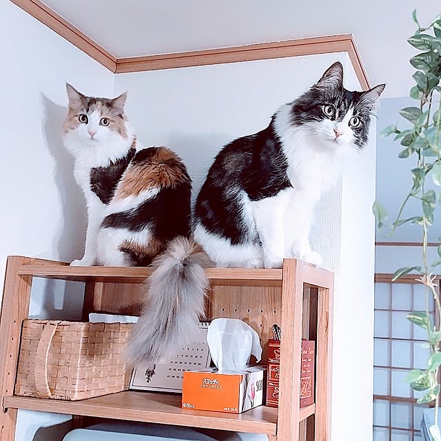 +CHIHARU+さんの実例写真