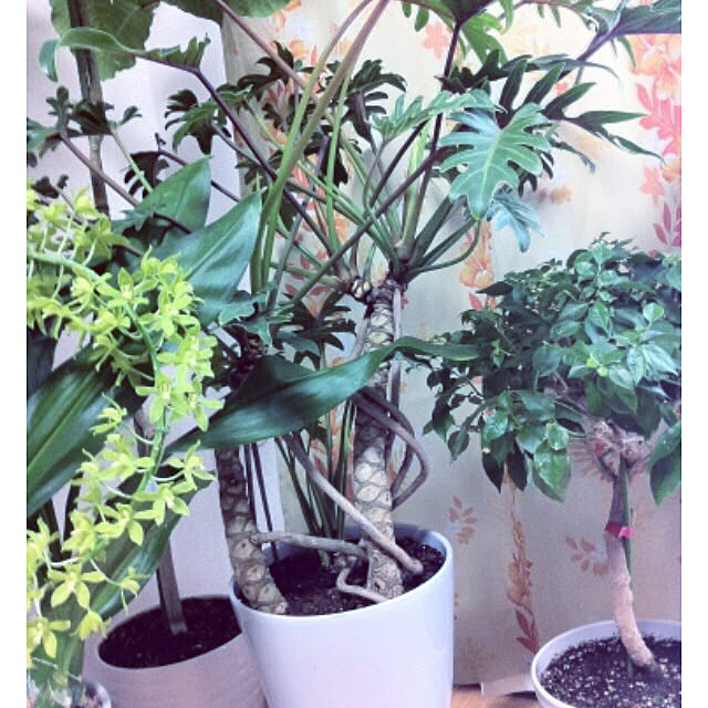hanachanさんの部屋