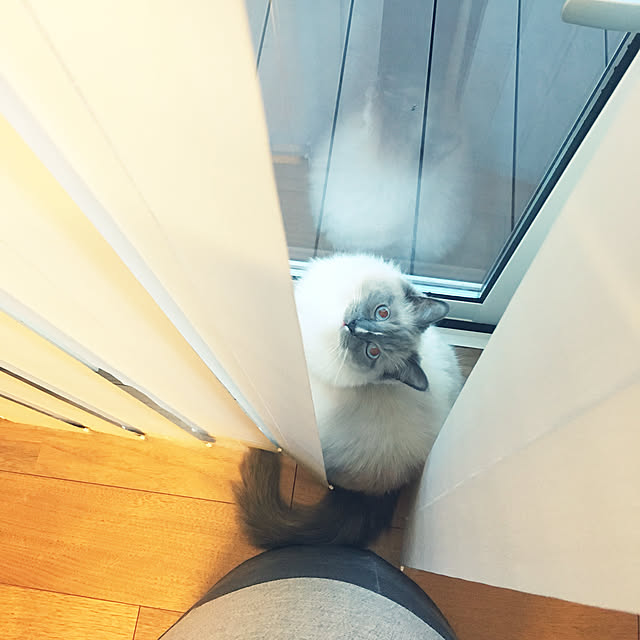 ne-coさんの実例写真