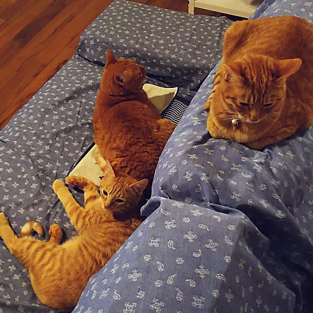 37さんの実例写真