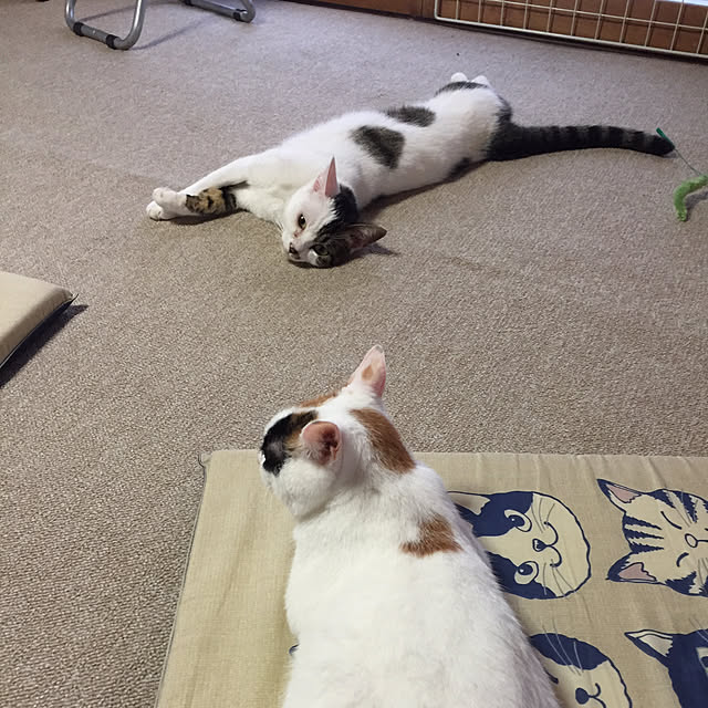 yocchiさんの実例写真