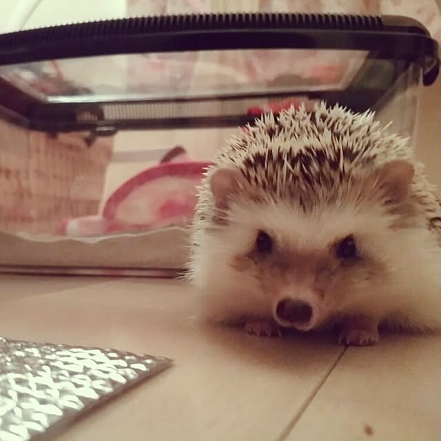 kuruさんの実例写真