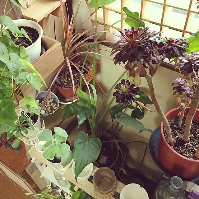 Norikoさんの実例写真