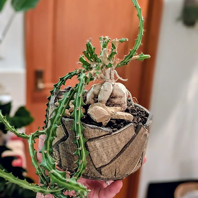 ot-gardenさんの部屋