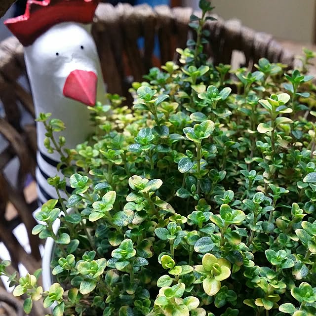 karinさんの実例写真
