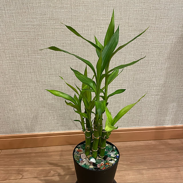 ikuzakさんの実例写真