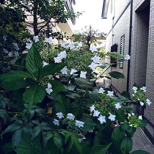Green-appleさんの実例写真