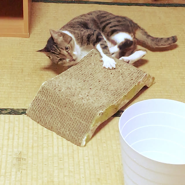 brbrnknkさんの実例写真