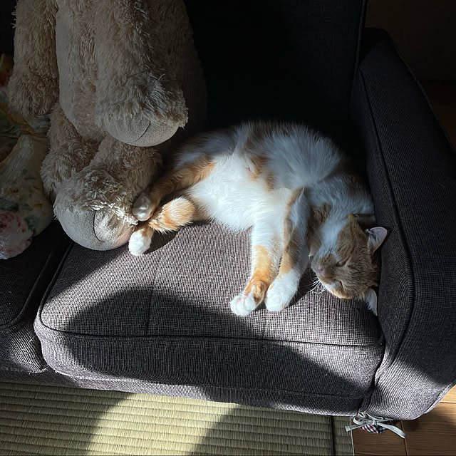 cassandra24mさんの実例写真