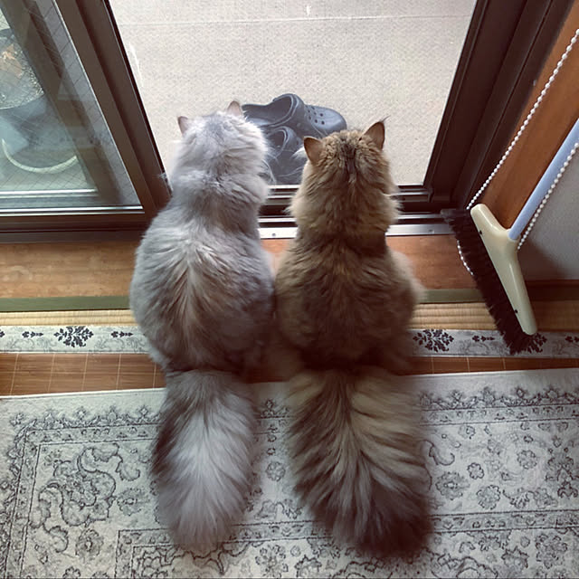 napomiさんの実例写真