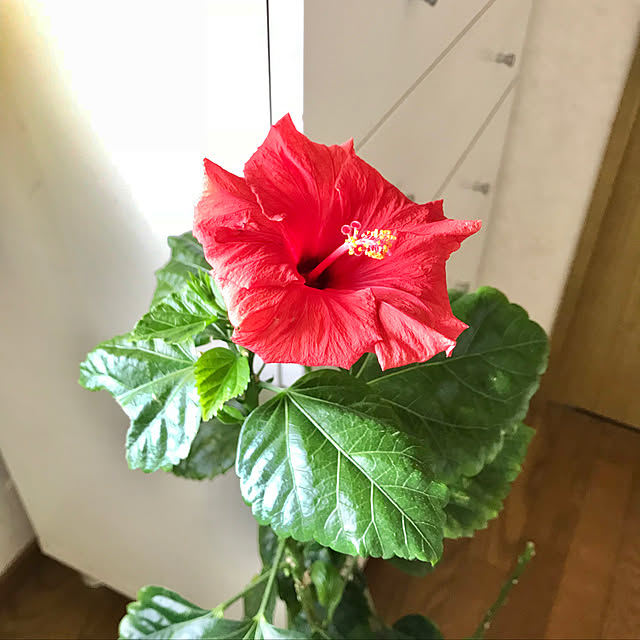 yuko25さんの実例写真