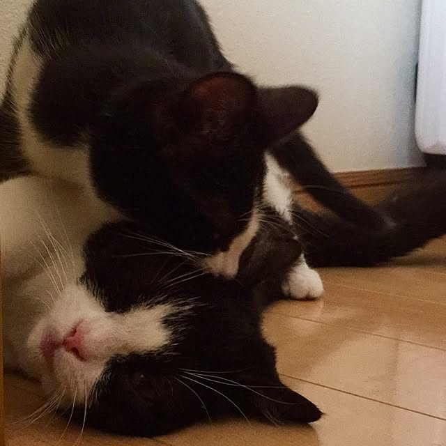 butachanさんの実例写真