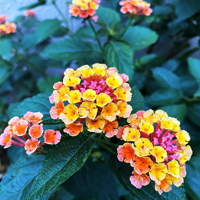 mamiさんの実例写真