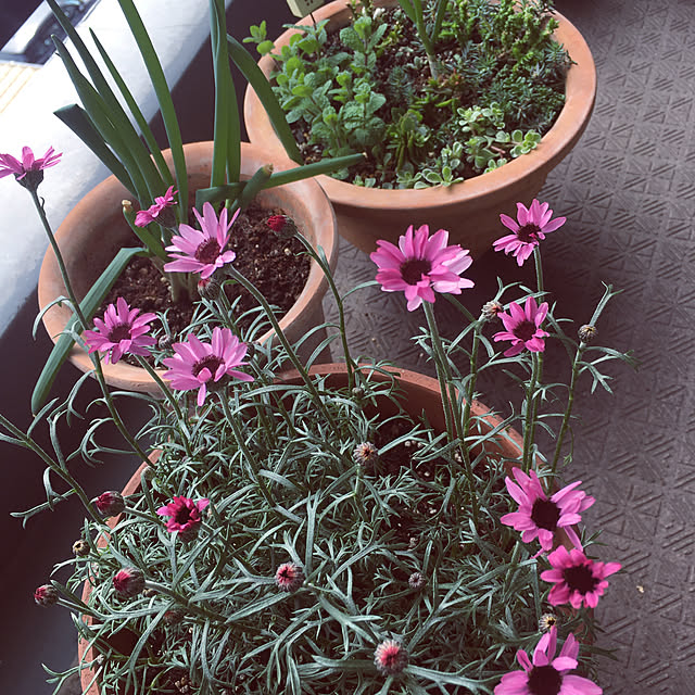 naokoさんの実例写真