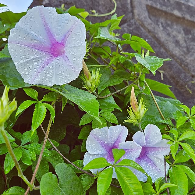 mocomocoさんの実例写真