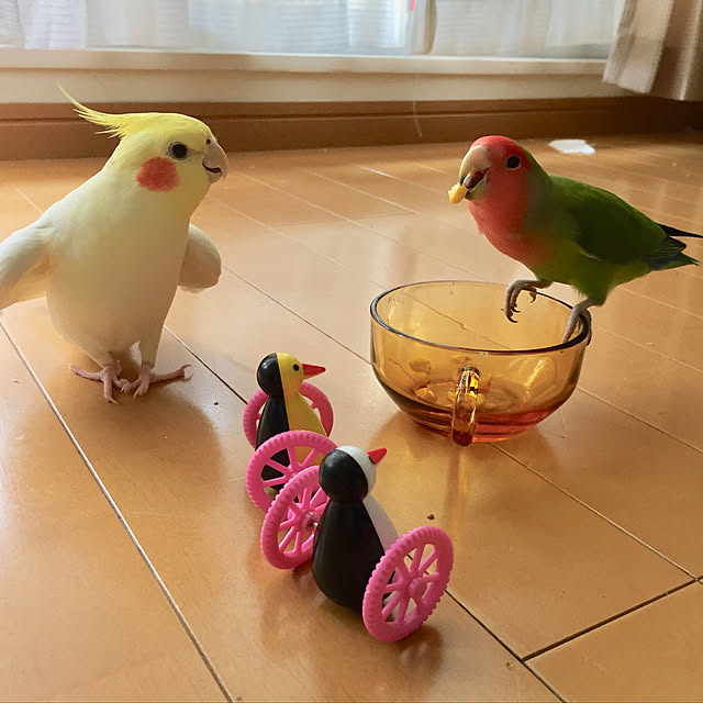 toratanさんの実例写真