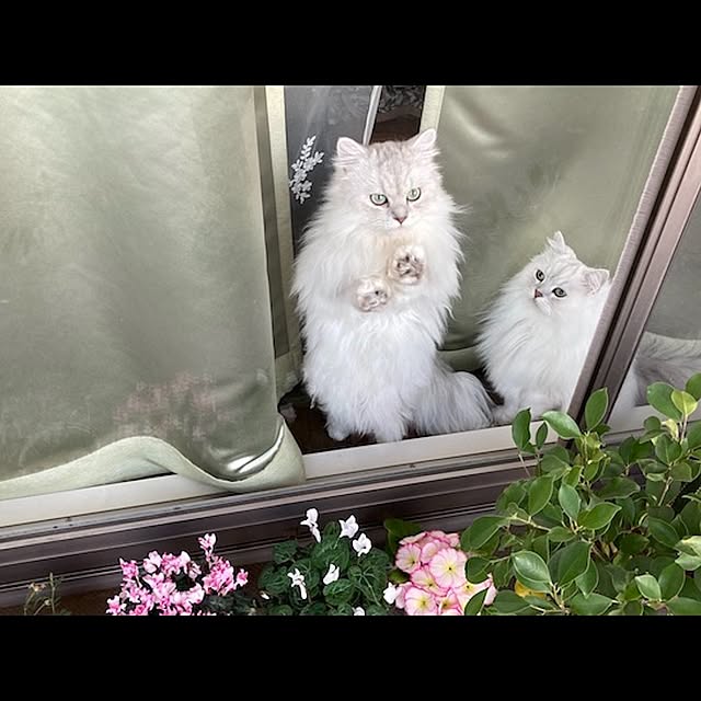 miravivianさんの実例写真